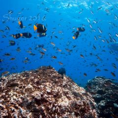 Reef - Bat Islands - Arrecife - Islas Murciélago